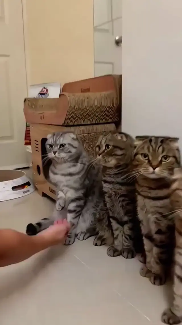 Коты дают лапу по очереди