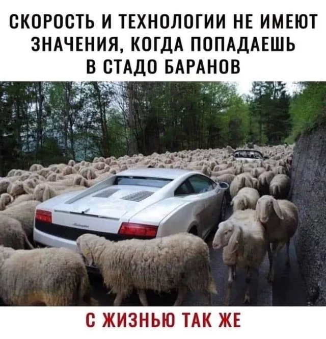 Автомобиль зажат между животными, движение невозможно.