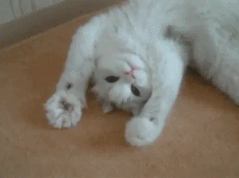 Сладкие потягушки белого котика
