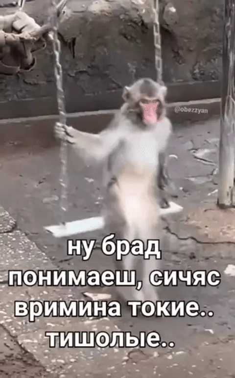 Обезьяна на качелях: ну брад понимаеш