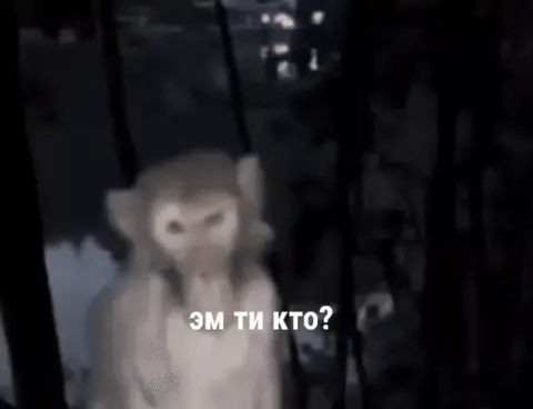 Обезьяна спрашивает «Эм ти кто?»