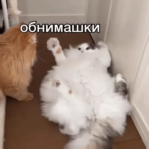 Кот просит обнимашки