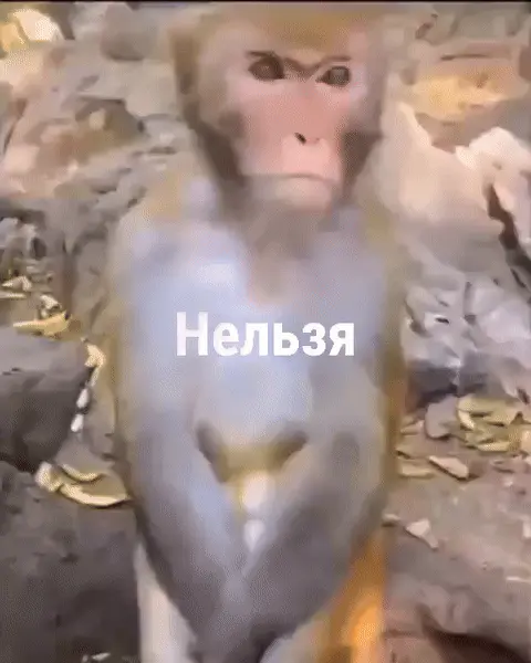 Обезьяна говорит нельзя
