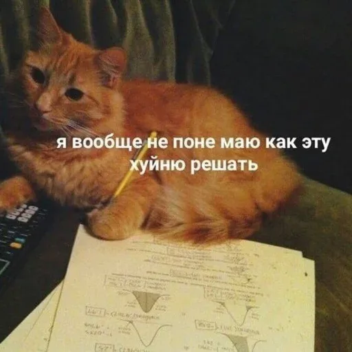 Рыжий кот лежит на диване с карандашом в лапе перед листами с математическими графиками — Рыжий кот