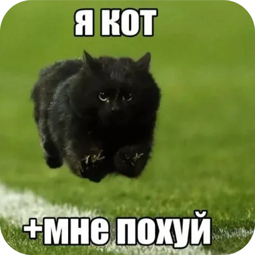 Кот летит в воздухе, лапы поджаты под себя — черный пушистый кот