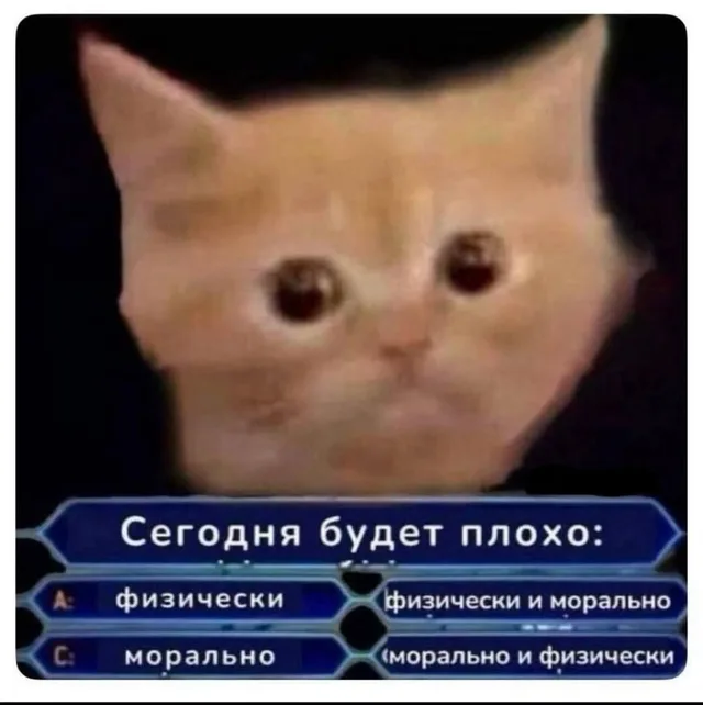 Статичное изображение, имитирующее кадр из телевикторины с наложенным мемом «грустный кот». — рыжий кот с грустными глазами