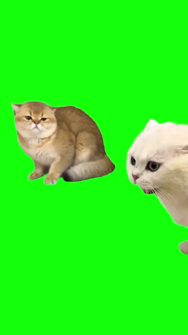 Дерущиеся коты на зеленом фоне