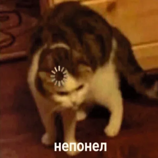 Кот стоит на полу, на его лбу наложен значок загрузки (крутящееся колесико), внизу белым шрифтом написано «непонел» — Кот