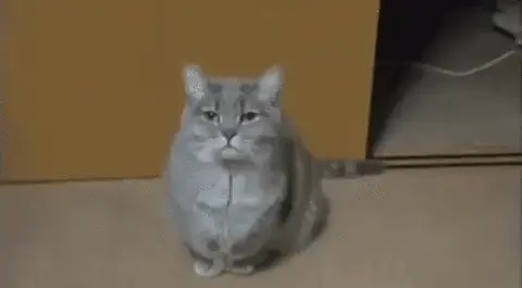 Кот зевает и кричит букву А