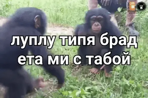 луплу типя брад ета ми с табой