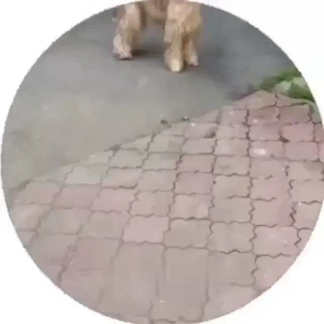 Милый сибек потерял хозяина