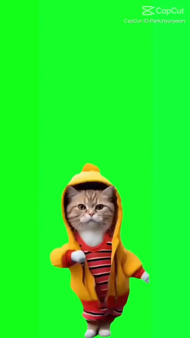 Танцующий кот в желтом худи на хромакее
