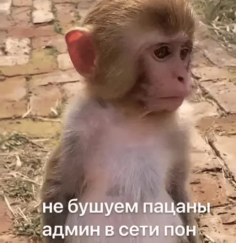 Не бушуем пацаны админ в сети пон