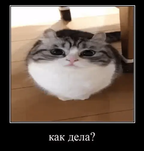 Кот сидит на полу, медленно моргает и слегка поворачивает голову, сохраняя невозмутимый вид — Пушистый серо-белый кот с большими глазами