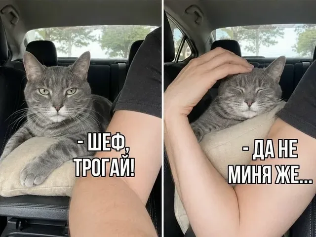 На первом кадре кот просто лежит. На втором кадре рука человека опускается на голову кота и начинает его гладить. — серый кот