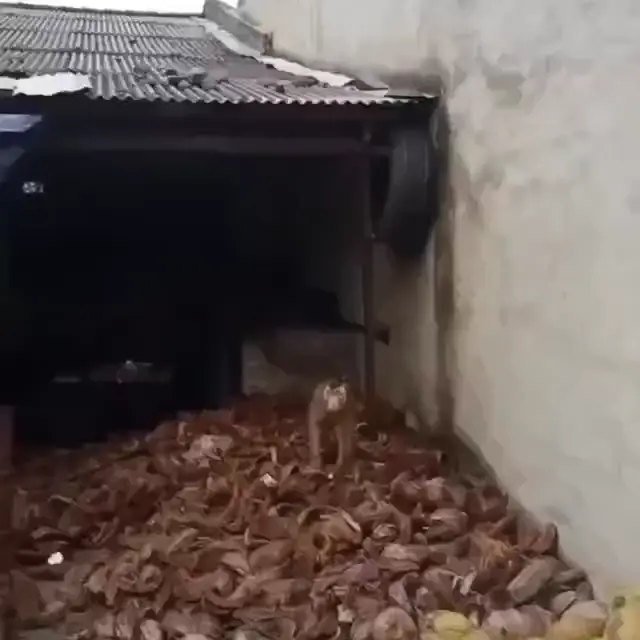 Обезьяна танцует под фонк