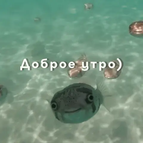 Рыба фугу желает доброго утра