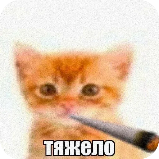 Статичное изображение котенка с сигаретой — рыжий котенок