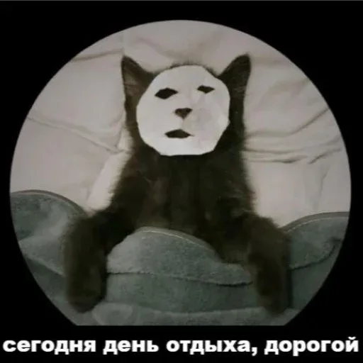 Кот неподвижно лежит в постели, имитируя спящего человека. — черный кот