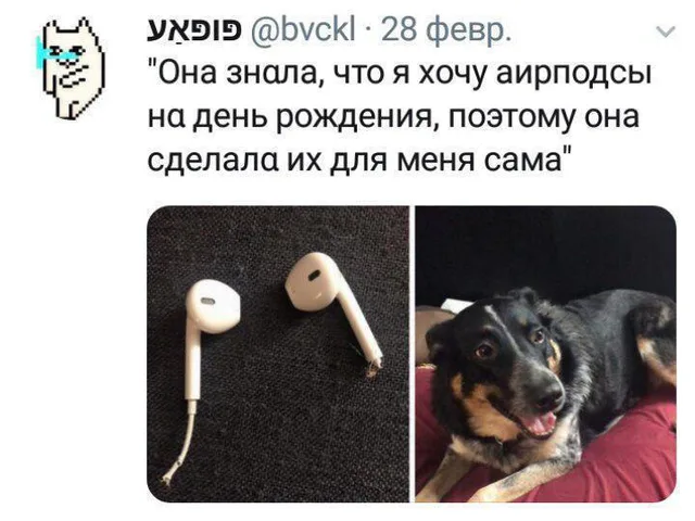 Коллаж из двух фото: слева — старые проводные наушники с отгрызенными/оборванными проводами, справа — собака лежит на кровати и смотрит в ка
