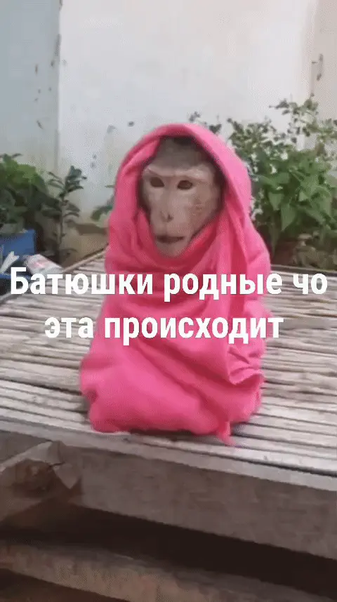 Батюшки родные, что происходит