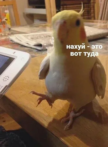 Нахуй — это вот туда