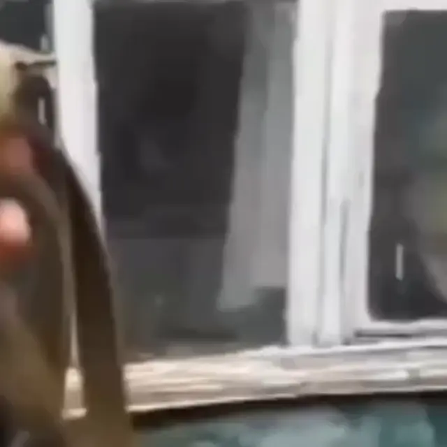 А кто гулять пойдет? Грейси!