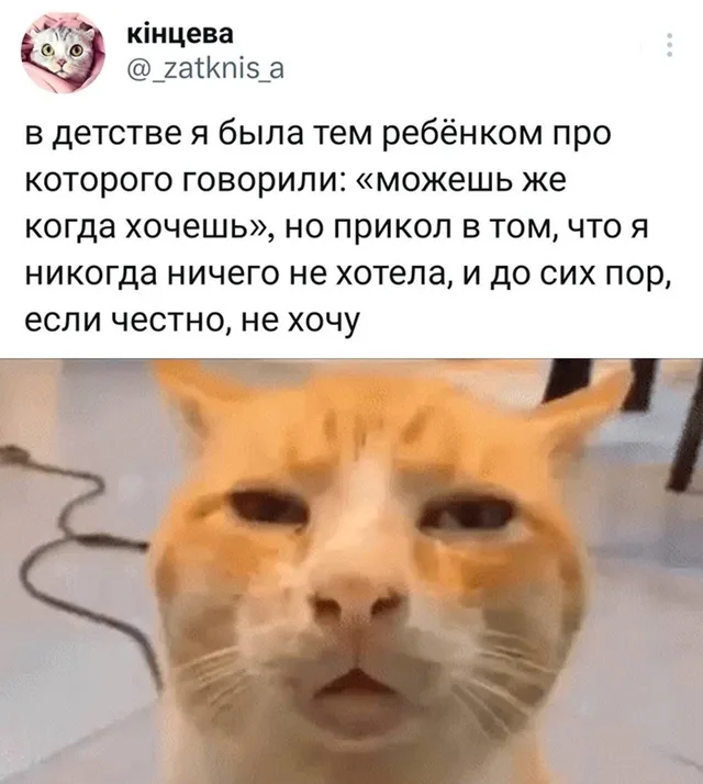 Статичное изображение. — Енот Ракета, рыжий кот