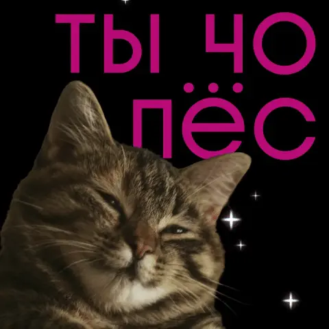 Полосатый кот с самодовольным прищуром смотрит в камеру, пока надпись «ТЫ ЧО ПЁС» переливается градиентом и сверкает звёздочками — Полосатый