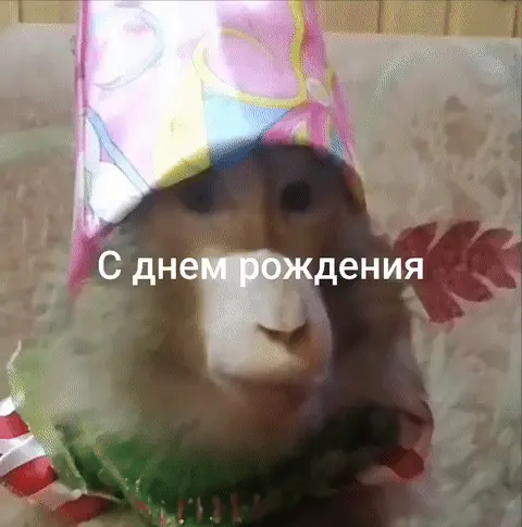 Обезьяна поздравляет с днем рождения