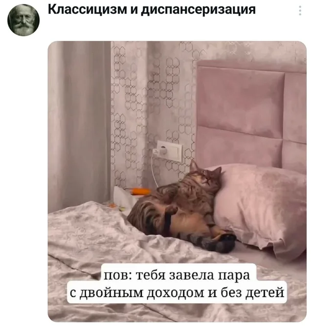 Кот у пары с двойным доходом без детей