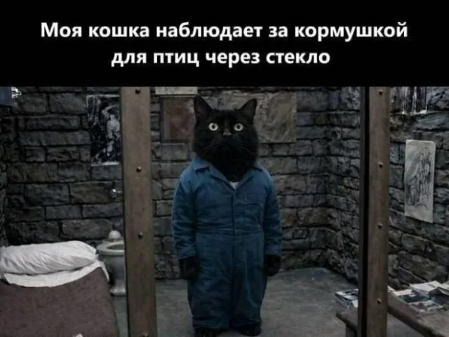 Кот стоит неподвижно в центре кадра, имитируя позу заключенного в камере. — черный кот в комбинезоне