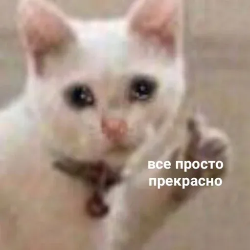 Котенок стоит на месте, протягивая лапу в сторону зрителя — плачущий котенок