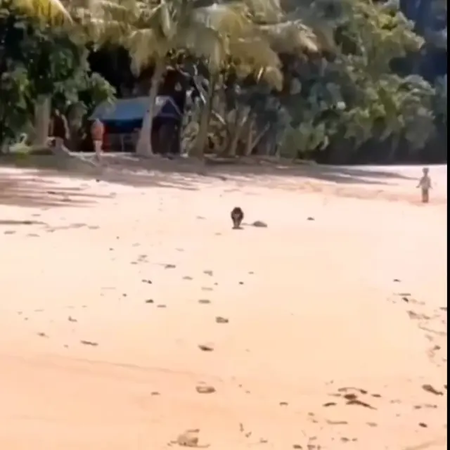 Эпичное падение собаки на пляже под крик