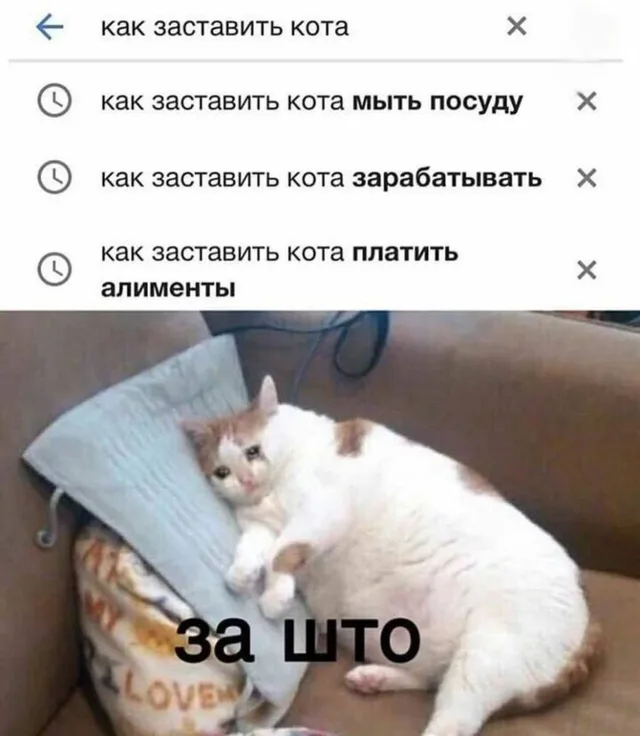 За што коту такие мучения