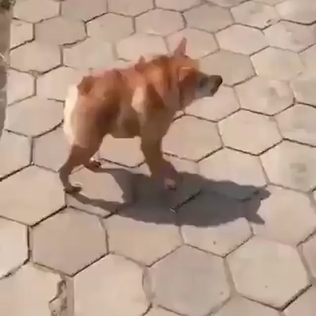 Собака с необычной походкой