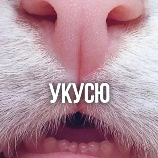 Статичное изображение морды кота в упор — кот