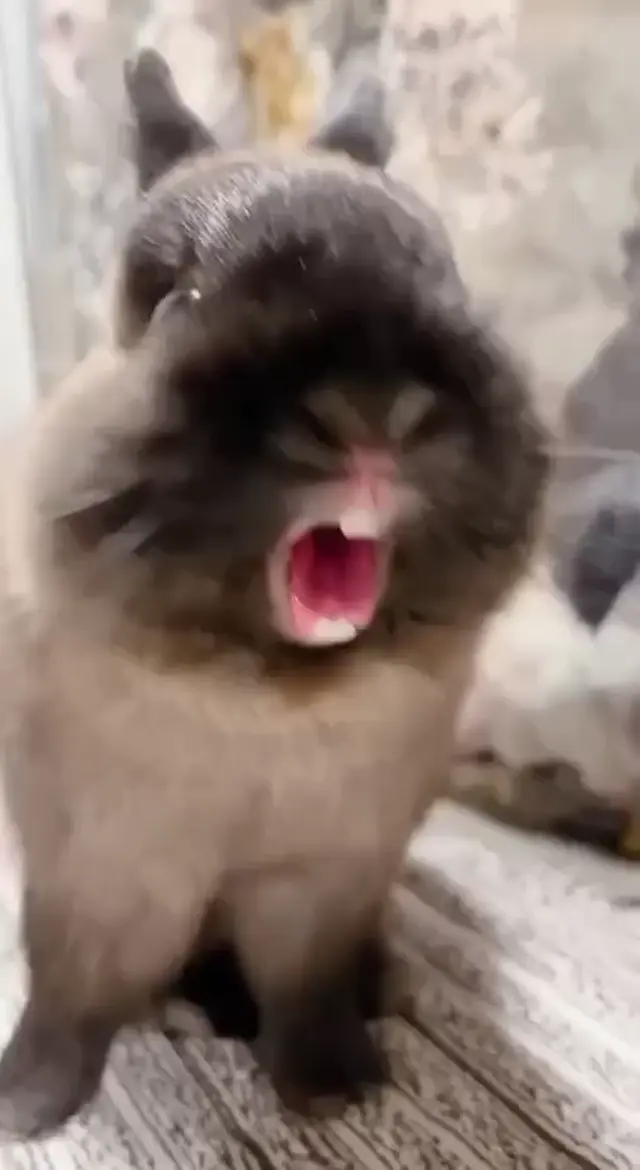 Кролик смеется