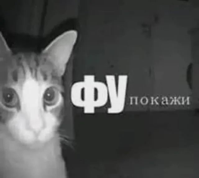 Крупный план морды кота с пристальным взглядом, поверх наложен текст — кот с широко раскрытыми глазами