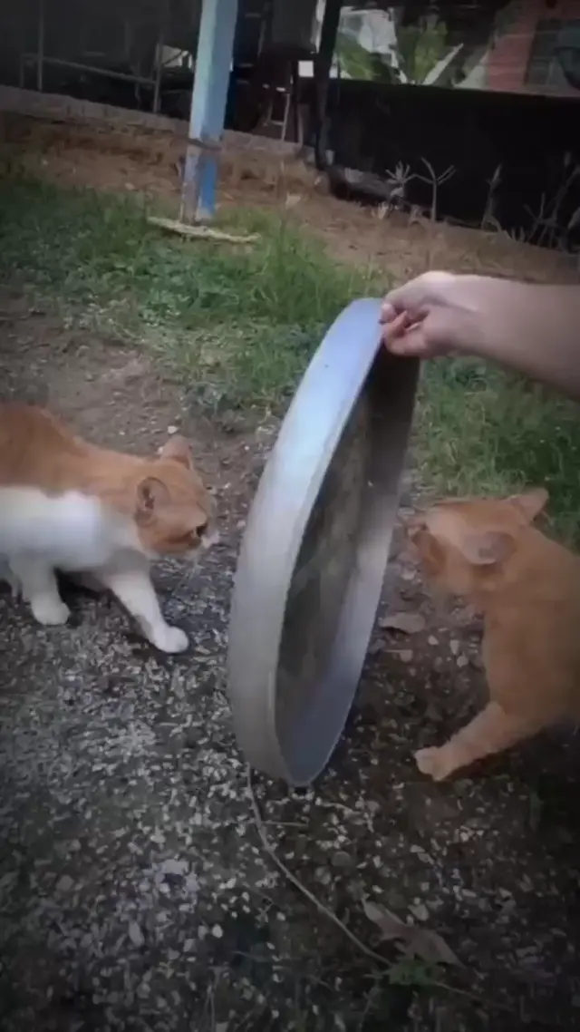 Коты орут через преграду