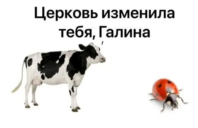 Животные просто стоят и смотрят друг на друга.