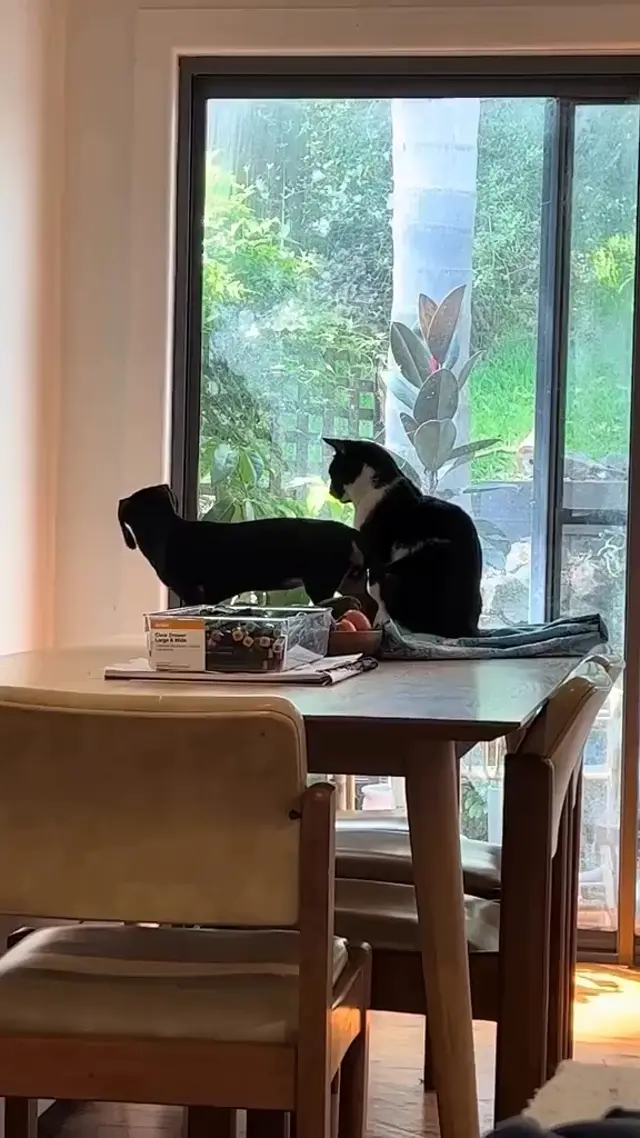 Кот даёт пинка собаке