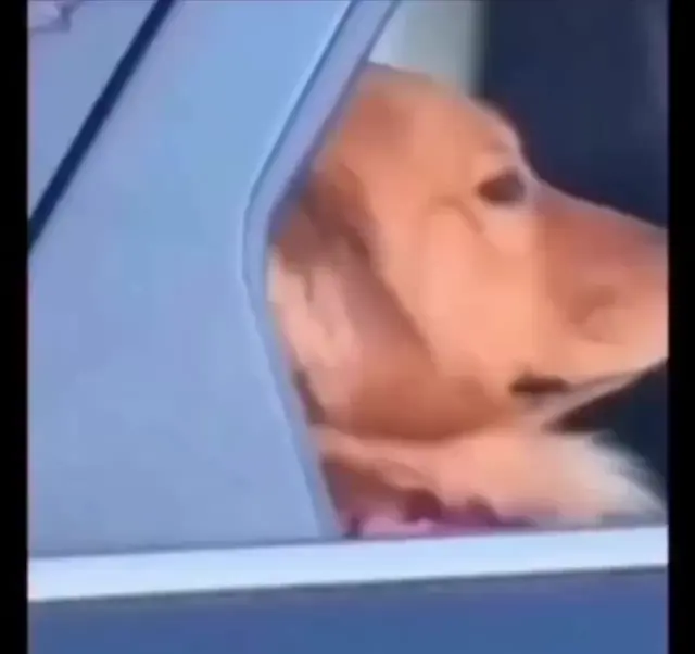 Деловая собака в машине