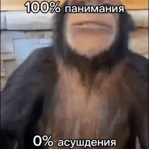 Обезьяна 100% понимания 0% осуждения