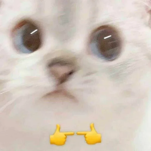 Стеснительный котик
