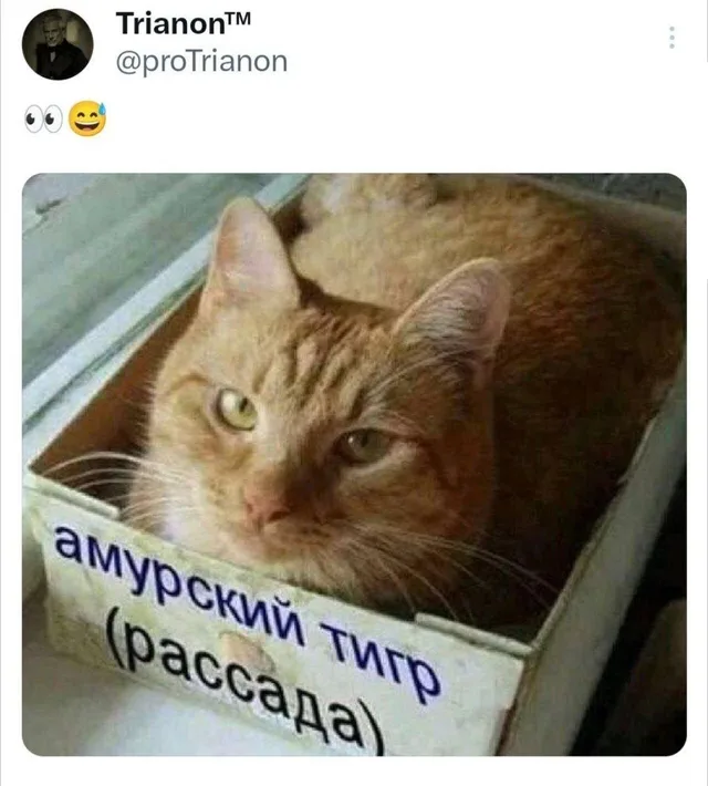 Кот неподвижно сидит в коробке — рыжий кот