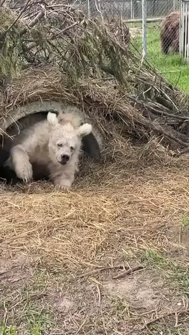 Сонный медведь выходит из берлоги