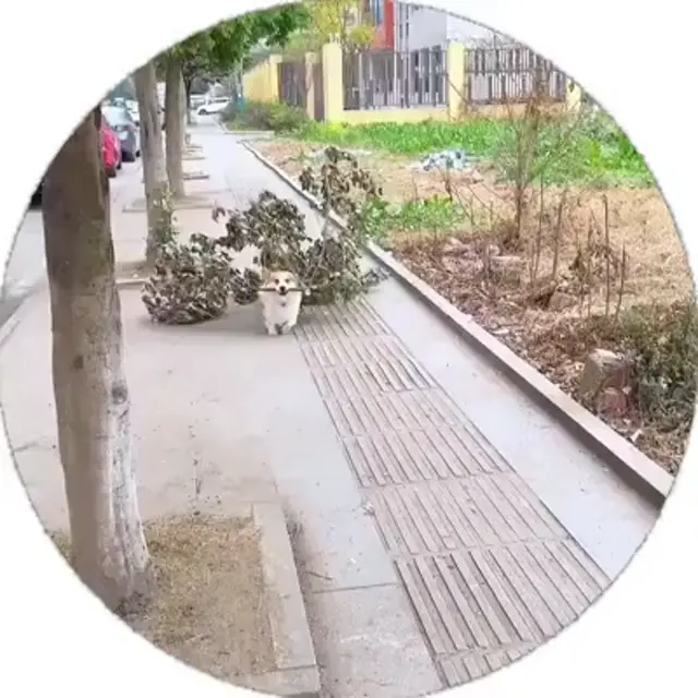 Корги несет огромную ветку