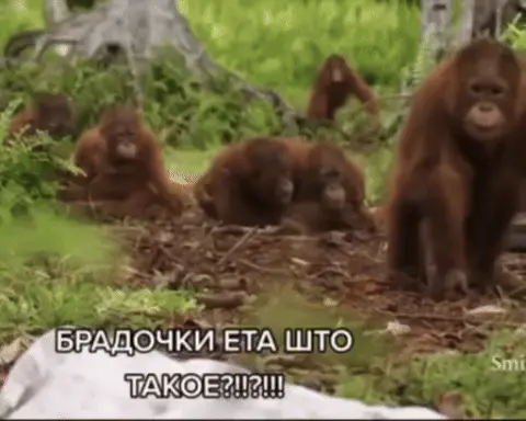 Брадочки ета што такое