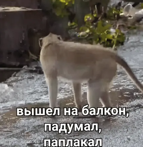 Вышел на балкон, падумал, паплакал